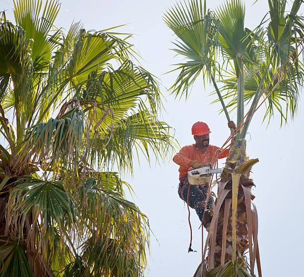 The Steps Involved in Our Tree Care Process in Lakeside, MT